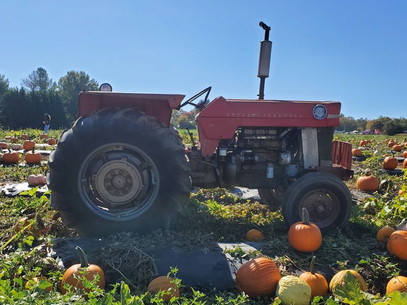 Chesterfield Berry Farm