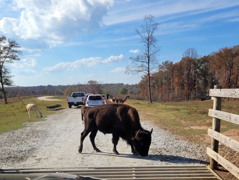 A Slow Drive Leaves Room for Surprise