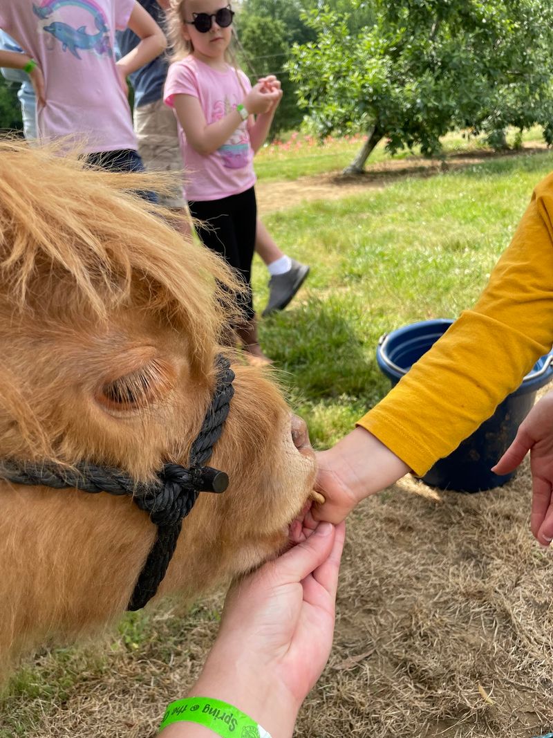 A Hello From the Highland Cows