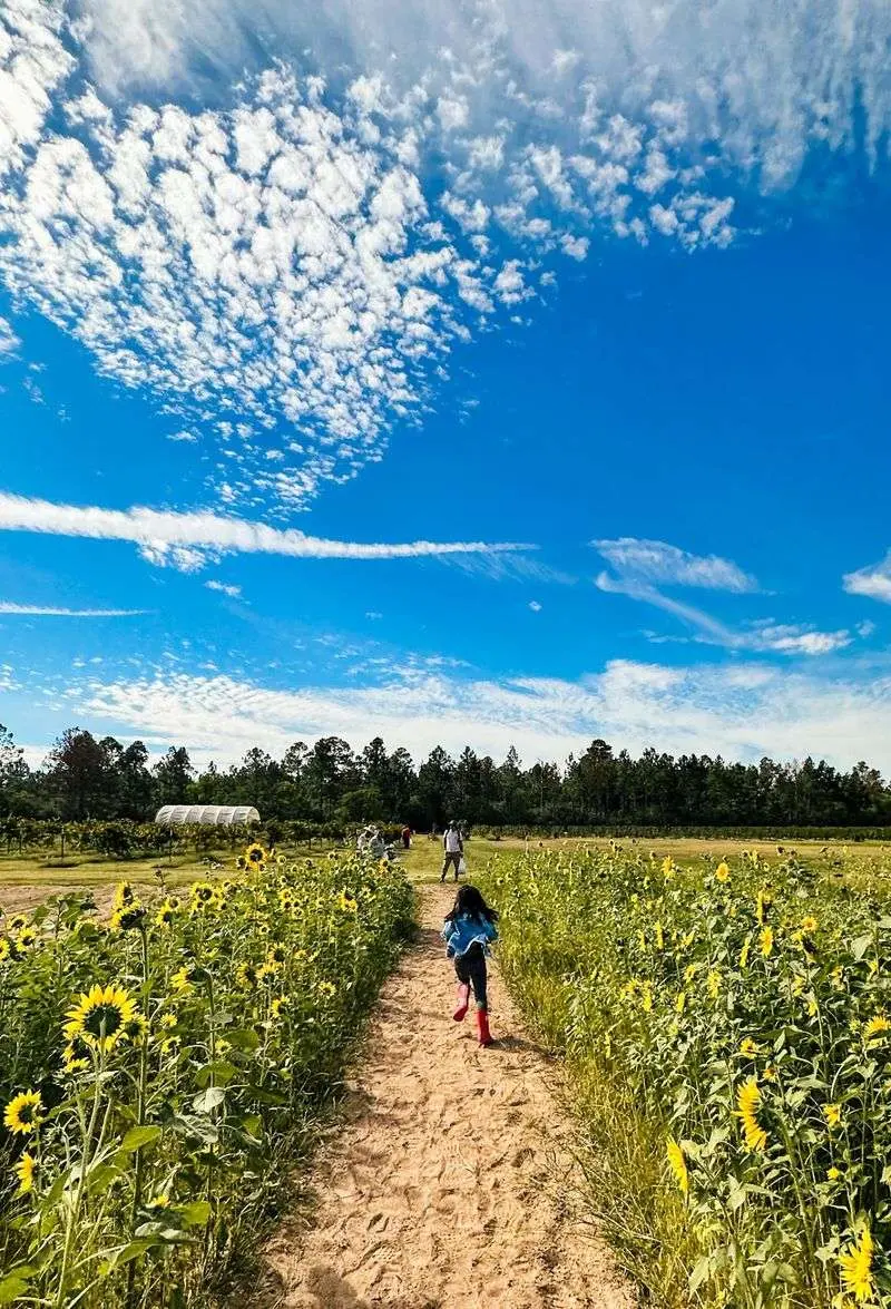 Neal's Berry Farm: A Seasonal Shift in Waller