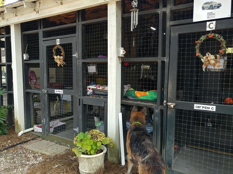 Cozy Dog Houses With Straw And Heat Lamps Are A Big Deal