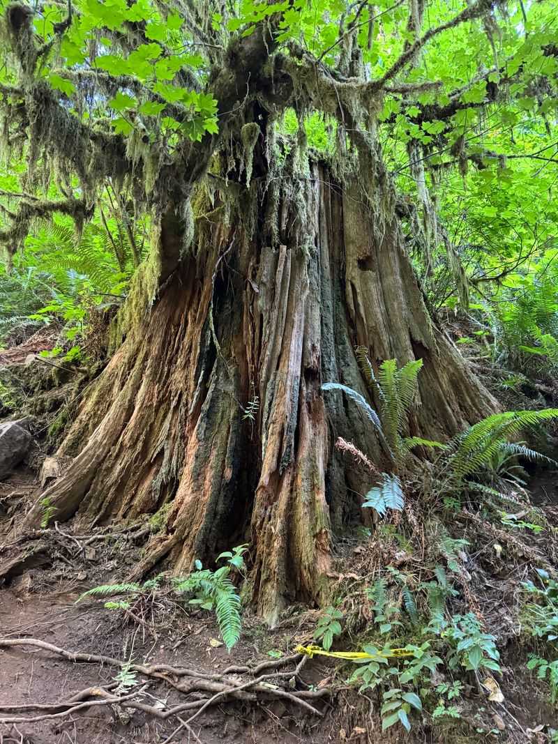 Banana Slugs, Beaver Prints, And Other Trail Stars