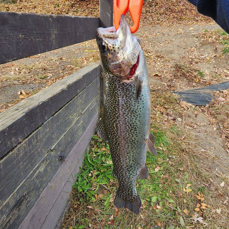 Look for Rainbow, Brook, and Brown Trout