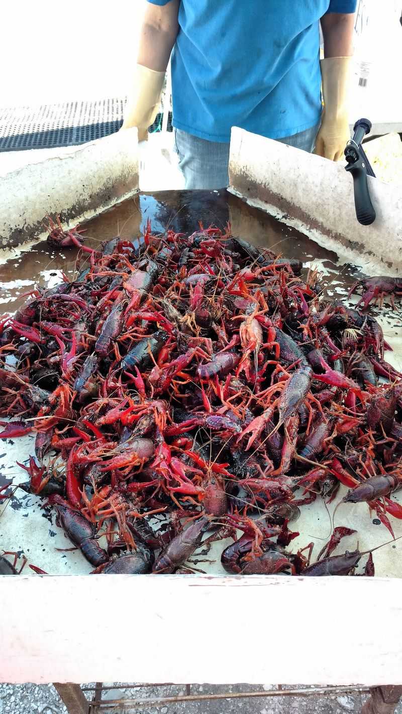 Gator, Frog Legs, And Other Delightfully Southern Surprises