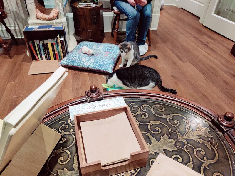 Add a Cat-Lounge Chapter at A Sanctuary Cafe