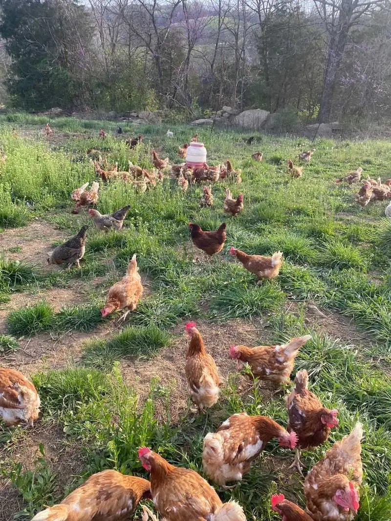 Eggleston Farm Fresh Foods