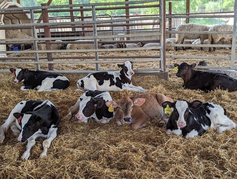 Ice Cream Made From The Cows Down The Path