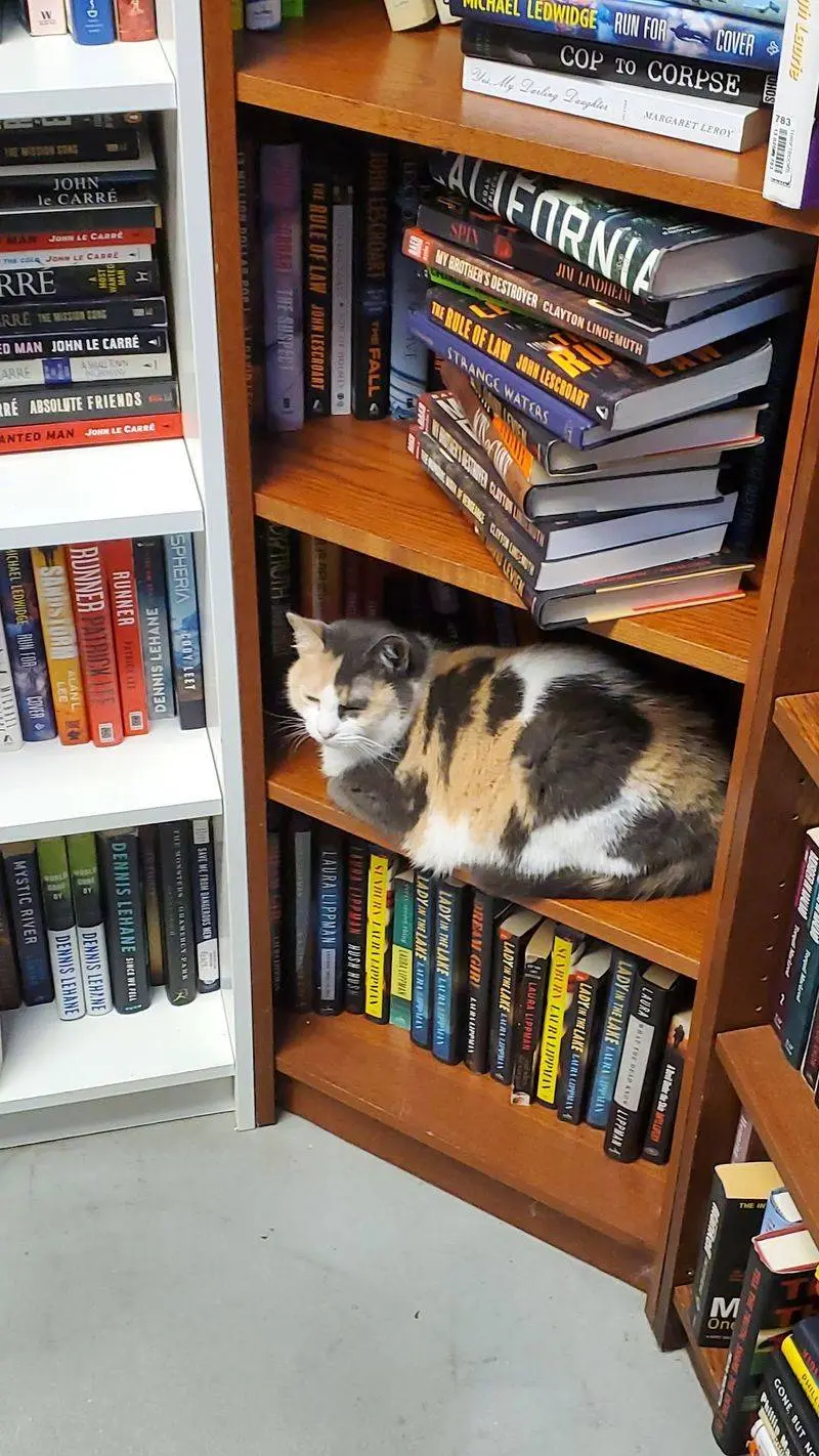 Floor-To-Ceiling Shelves Will Test Your Neck Muscles