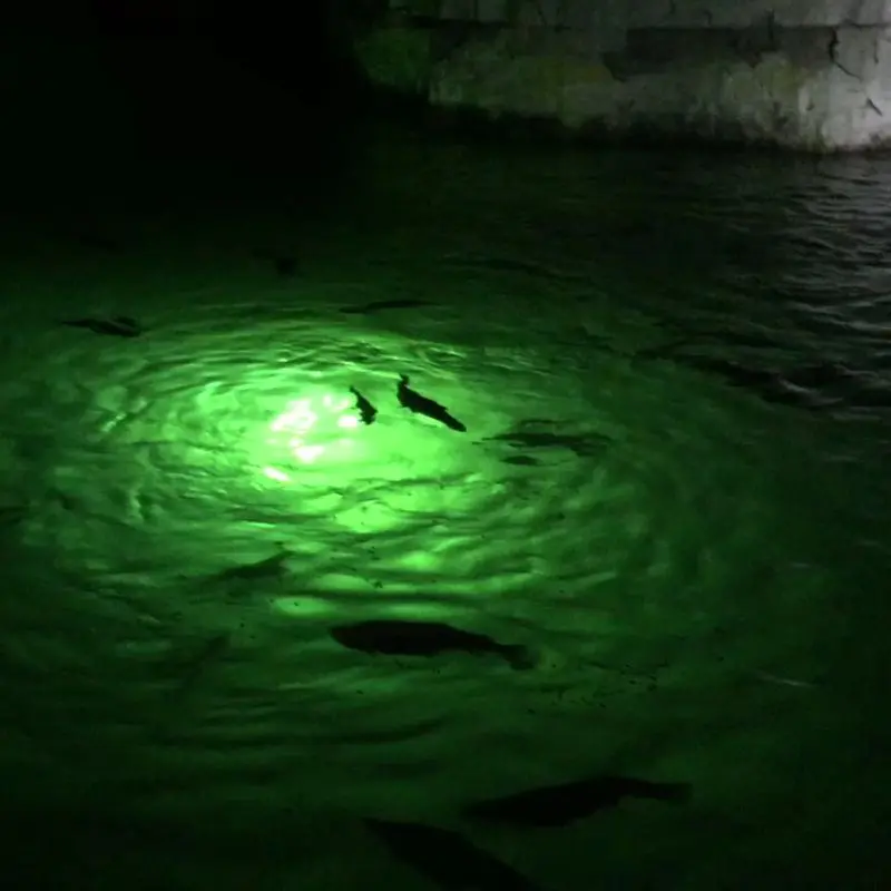 Pale Trout That Swim Up Like Tiny Ghosts