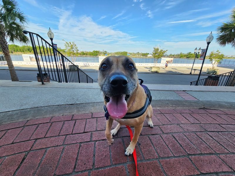 Bring the Dog, the Bike, and Maybe Your Next Big Route