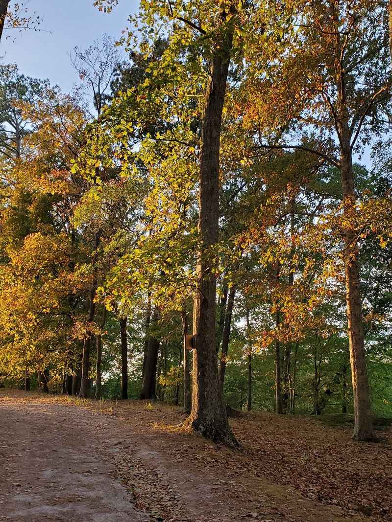 Twenty-Five Numbered Stops Turn The Woods Into A History Trail