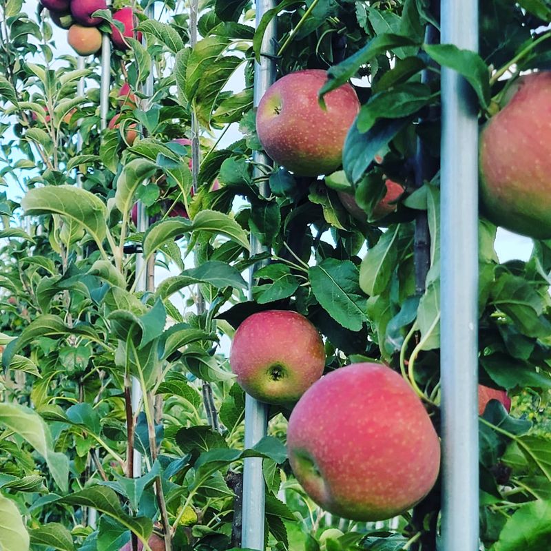 Pick Apples At Thousand Acre Farm - Middletown, DE