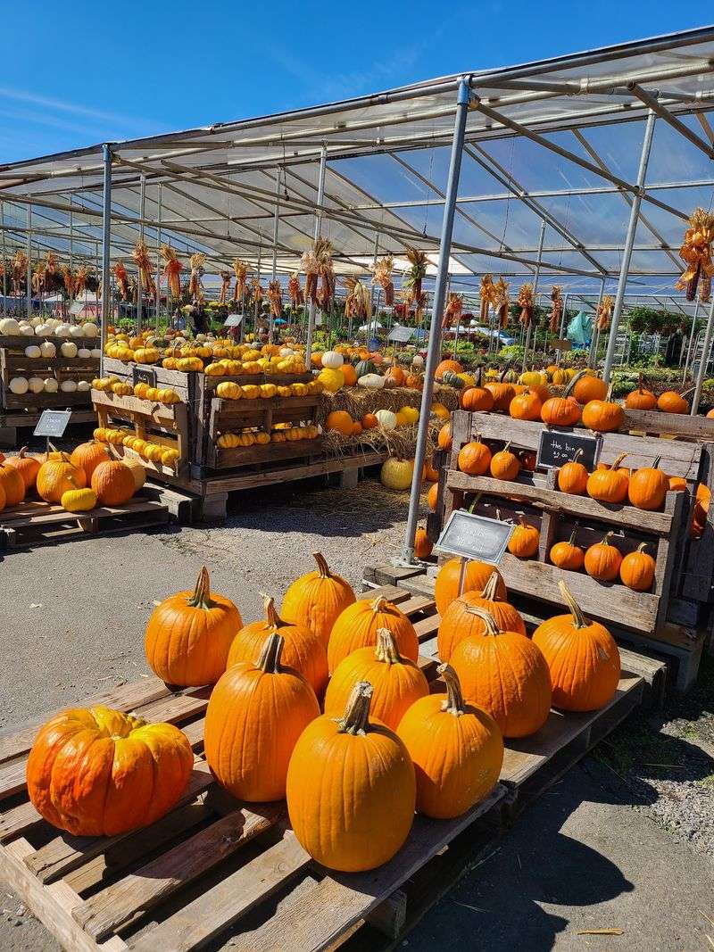 A Farm Auction From 1860 Grew Into All Of This