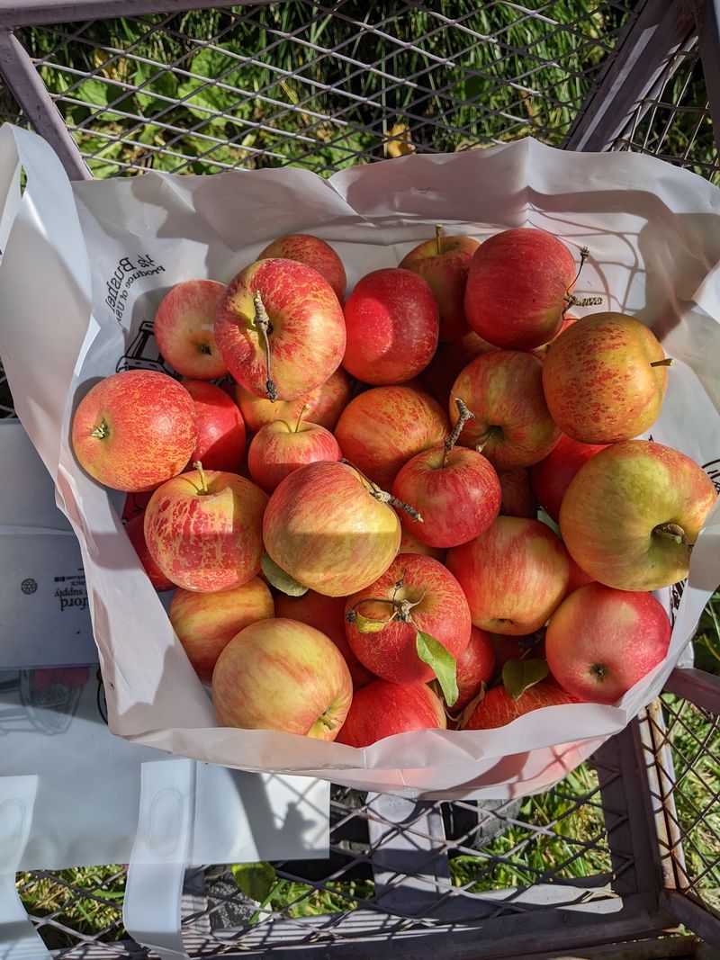 Heritage Orchard, Chilton