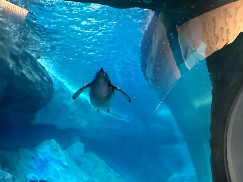Penguins Will Zoom Over Your Head Like Tiny Feathered Jets