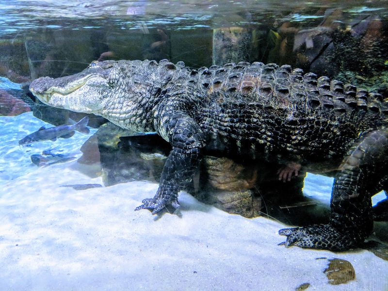 Alligators And A Frog Bog Add A Swampy Twist