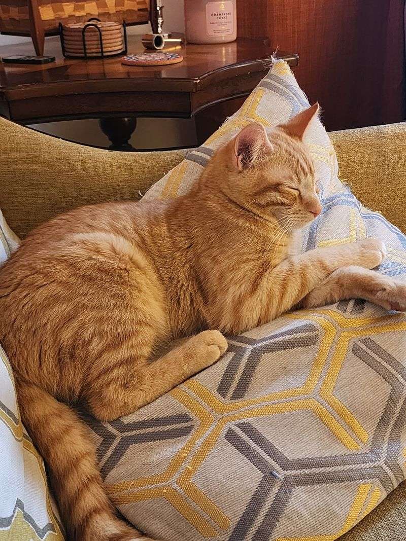 Upstairs With The Grown-Up Cats