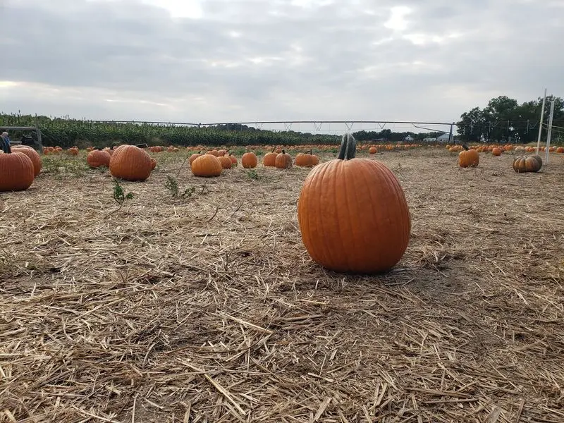 Mr Peppers Pumpkin Patch