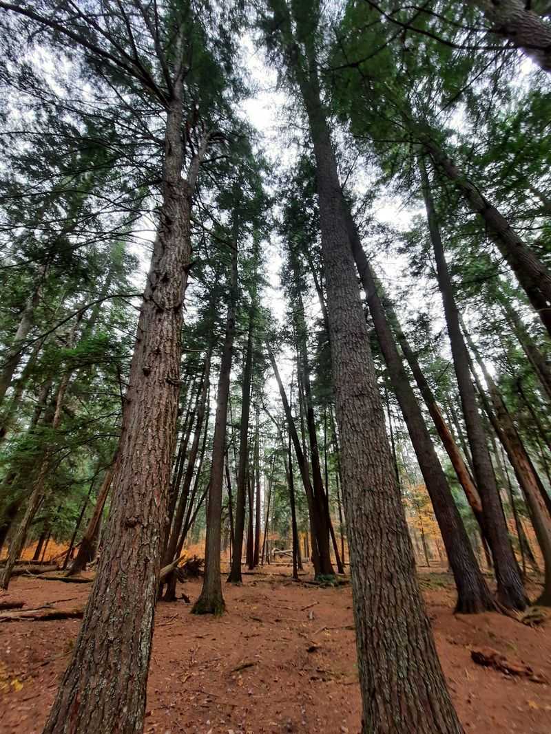 These Giant Pines Have Seen More Than Your Great-Great-Grandparents