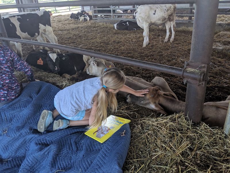 Take A Road Trip To See The Cows Get Milked