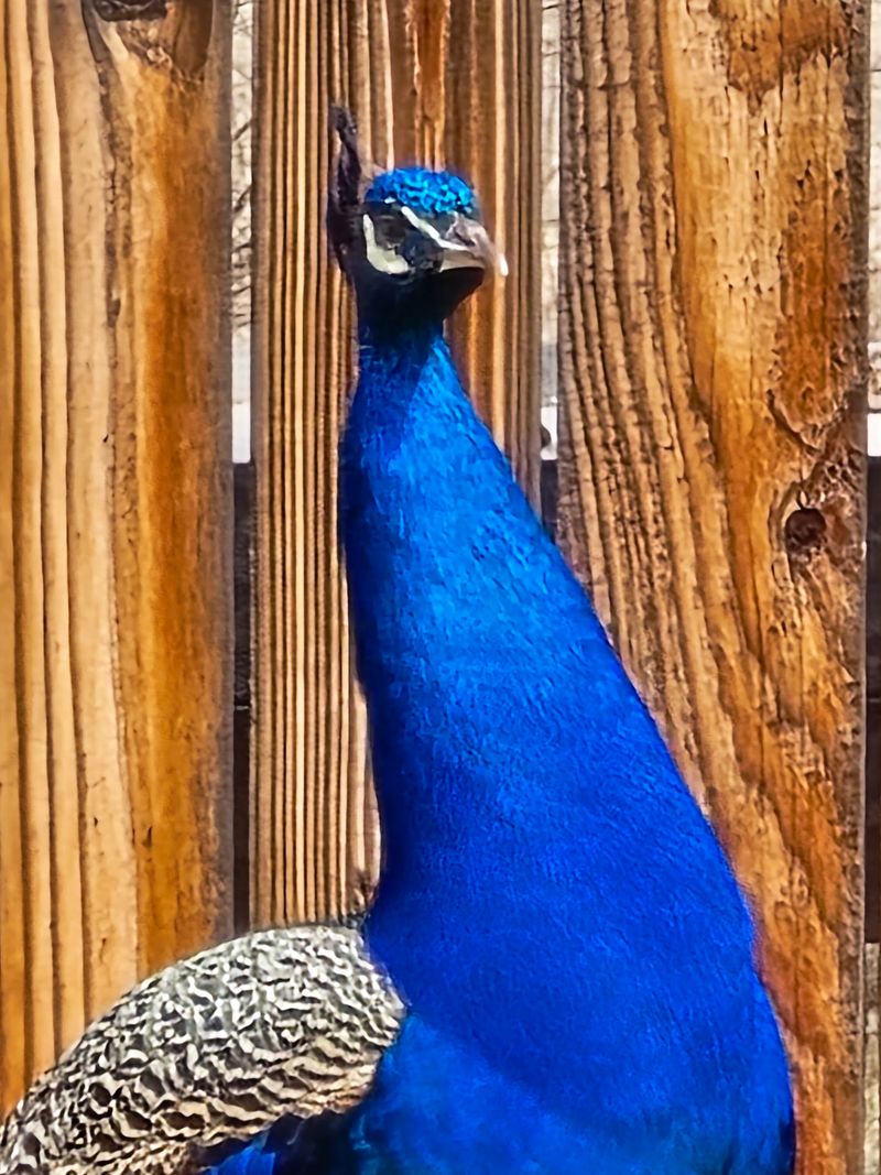 Your Kids Will Beg To Buy A Cup Of Peacock Food