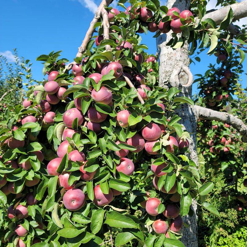 Four Generations Have Kept This Hilltop Orchard Growing