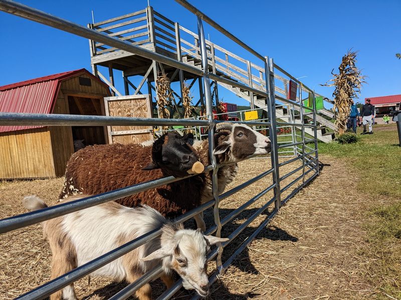 Friendly Farm Animals And Wagon Rides Slow Things Down