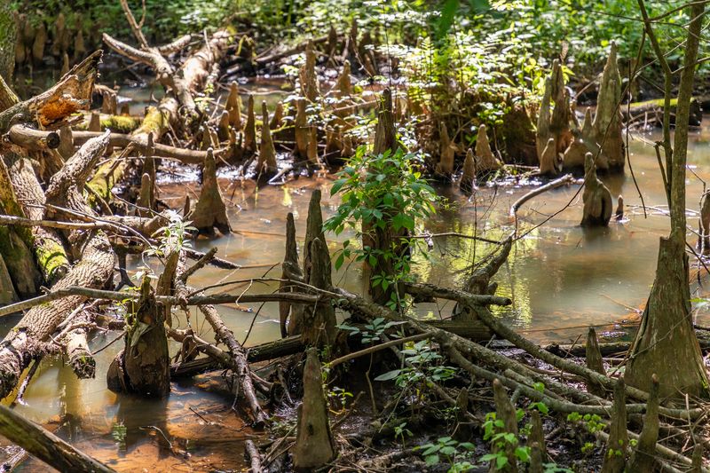 Those Knobby Cypress Knees Poking Up Everywhere