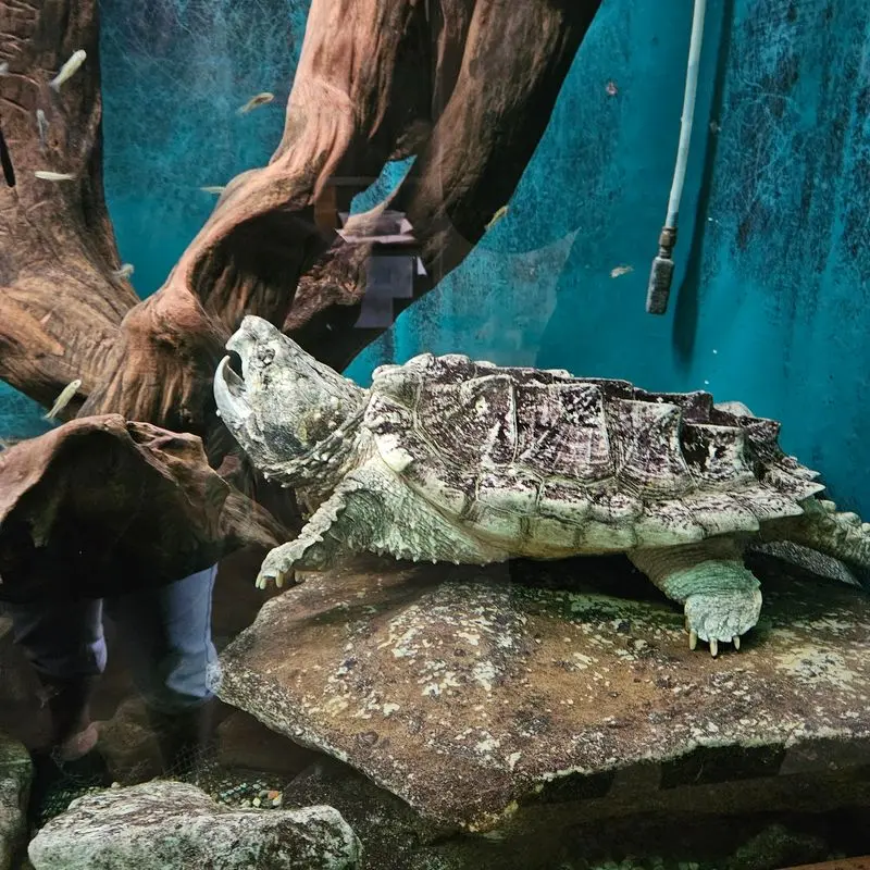Snakes, Turtles, And Native Fish Inside The Exhibit Hall
