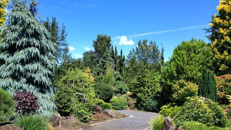 Roses, Conifers, And A Garden Made For Your Senses
