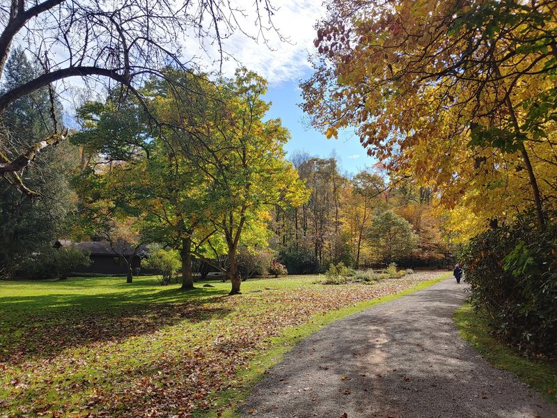 A Forest Walk Beyond the House