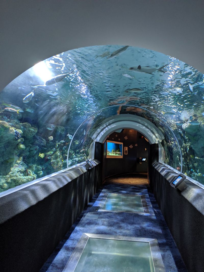 Mermaids, Divers, And Shows Worth Planning Around