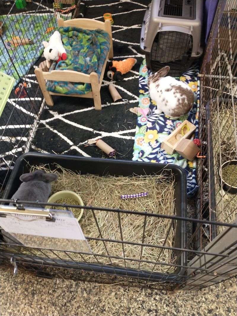 Spotless Pens That Feel Like Bunny Apartments