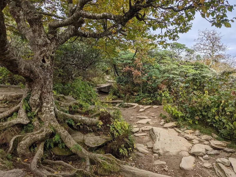 Craggy Gardens Trail - Barnardsville, Buncombe County,