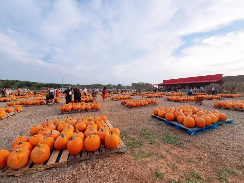 Your Pumpkin Is Waiting Somewhere In This Patch