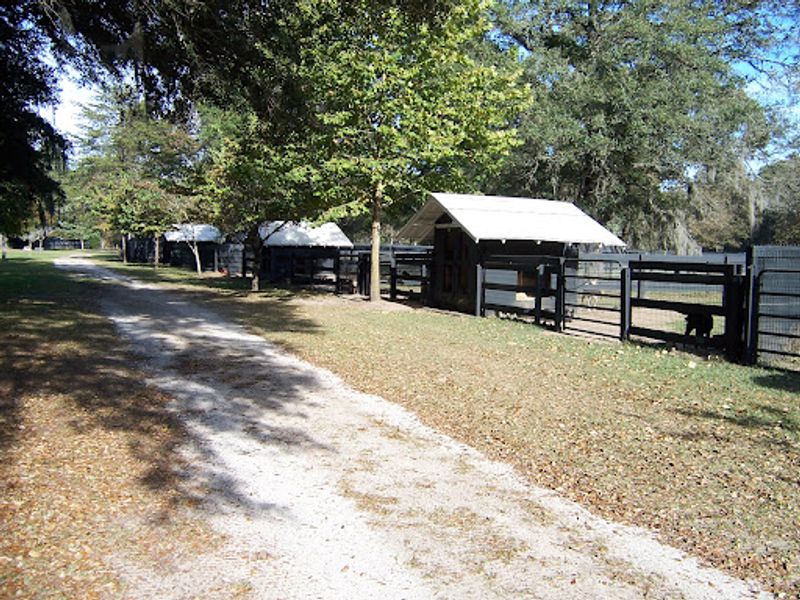 A Horse Farm That Turned Into A Second Chance For Strays