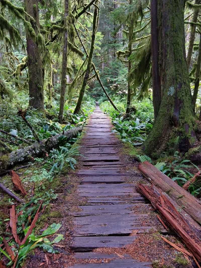 A Pocket-Sized Rainforest Hiding at the Edge of Mount Rainier