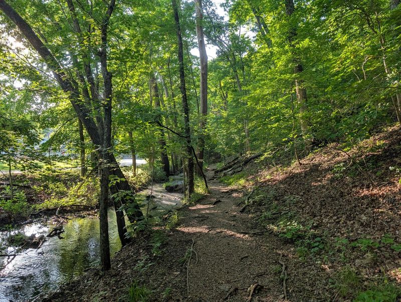 A Little Roadside Lot With A Big Woodland Payoff