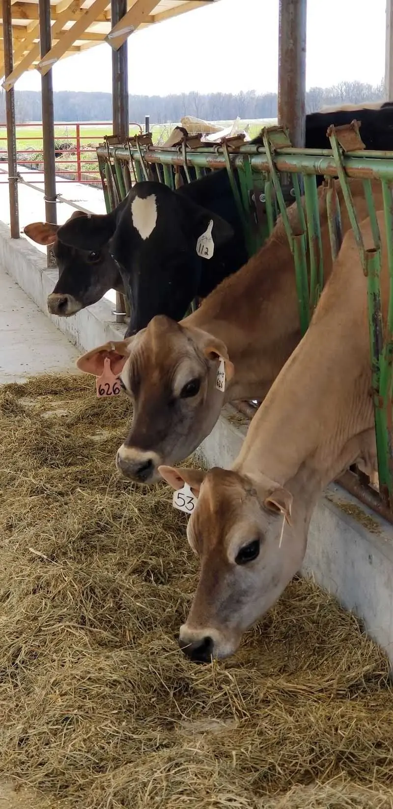 A Working Dairy Farm Where The Milk Comes Straight From The Source