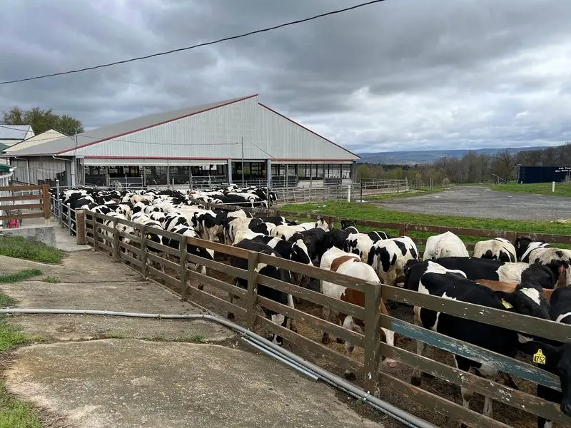 A Working Dairy Farm Where Dessert Comes With A View Of The Herd