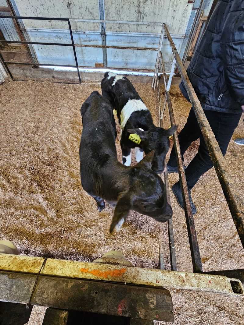 A Family Dairy Worth Pointing The Car North For