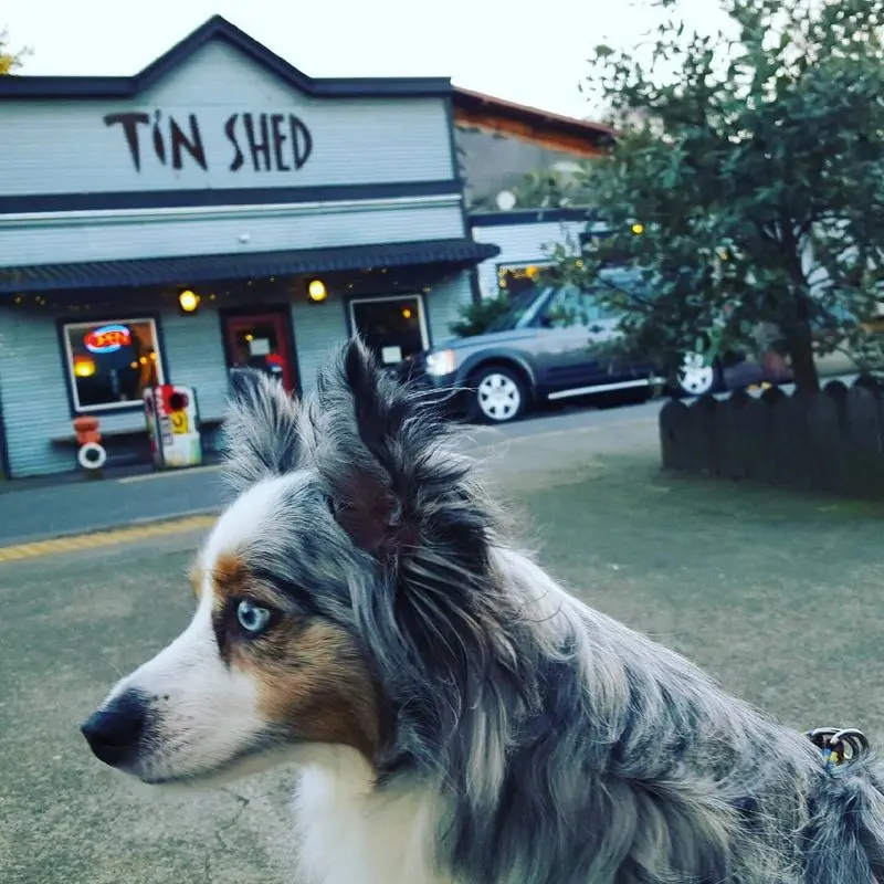 A Funky Little Brunch Spot Where Dogs Get Top Billing