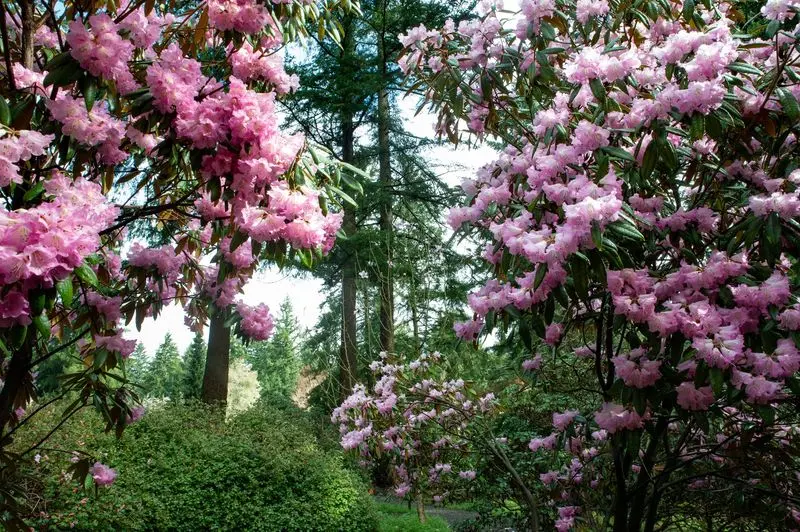 A Freeway Exit Leads To A World Of Rhododendrons