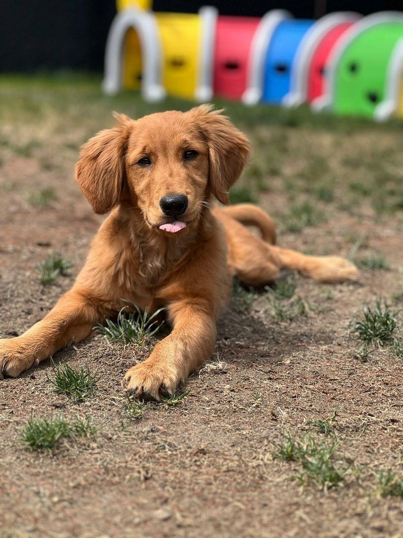 A Silverdale Shelter Where Every Visit Starts With A Wagging Tail