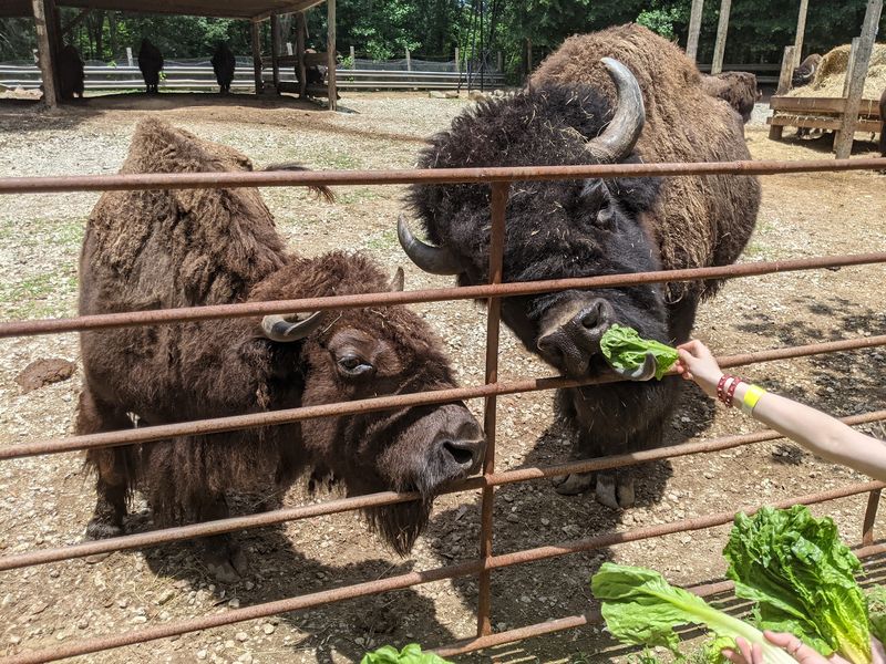 A Rescue Story Makes Every Animal Here Feel Like A Friend