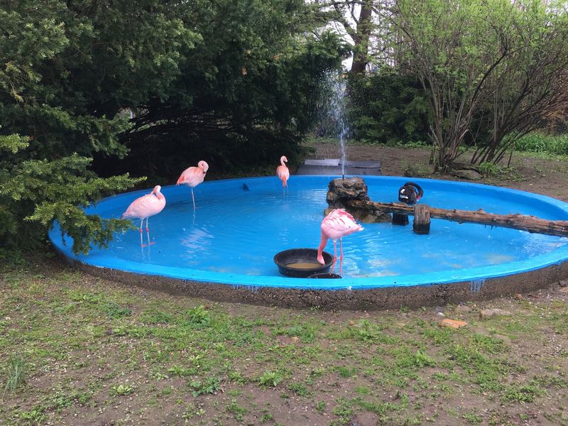 A Familiar Zoo in a New Light