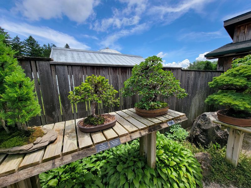 Tiny Trees With Big Personalities Wait In The Courtyard