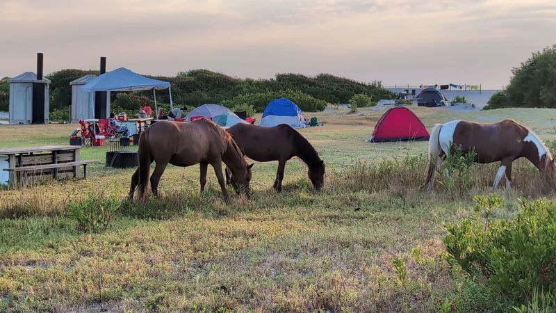 Timing Your Visit For Maximum Horse Sightings