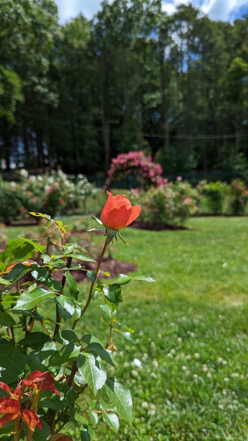 Bring A Camera Because 2,500 Rose Bushes Will Not Wait