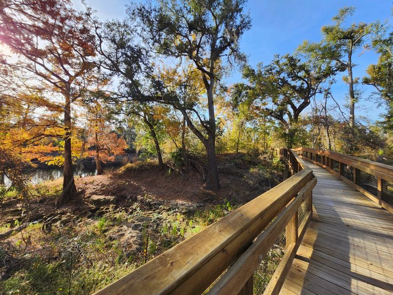 Suwannee River State Park - Live Oak
